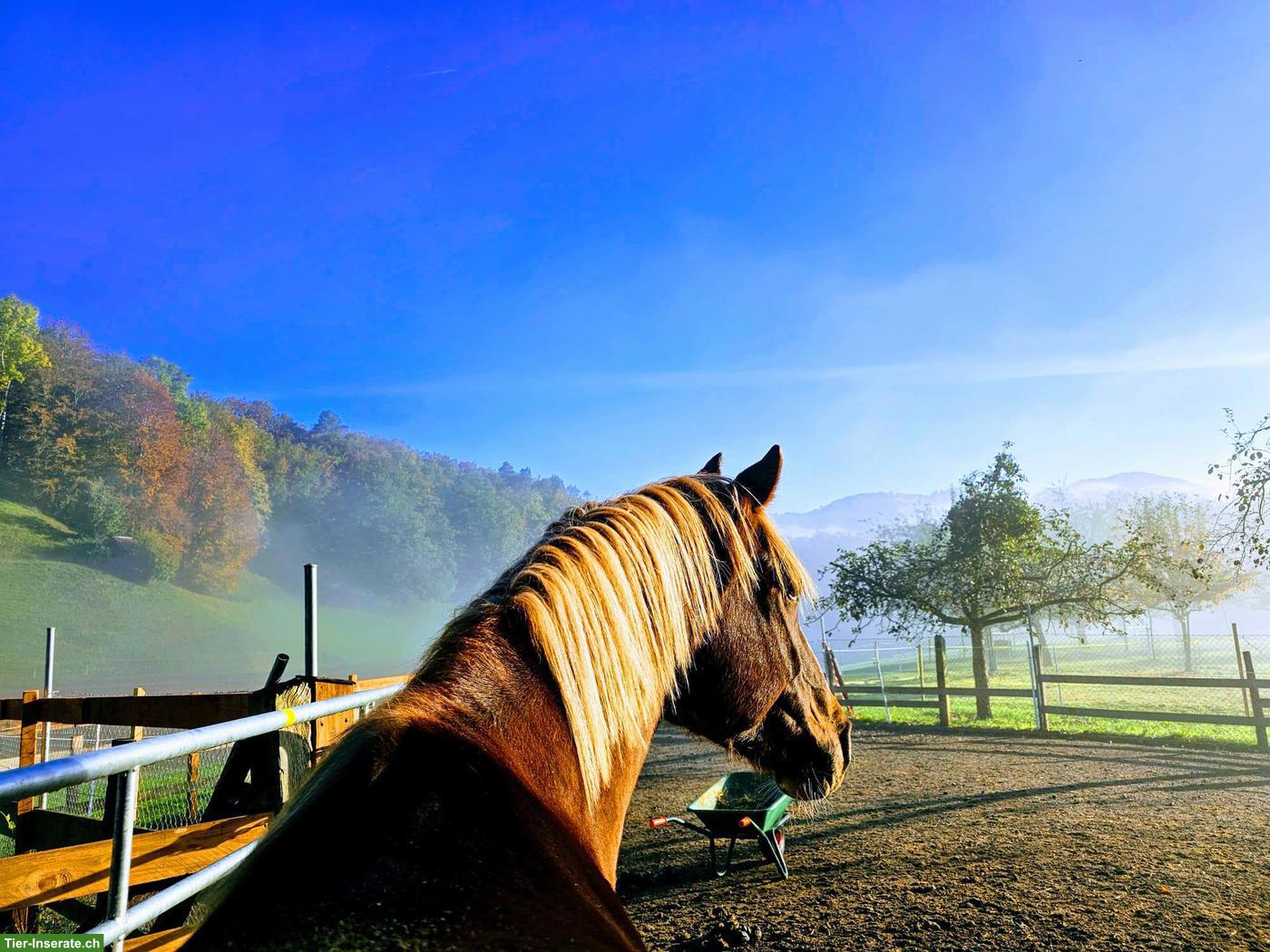 Bild 4: Pferdestall und Weide in Wynigen BE zu vermieten