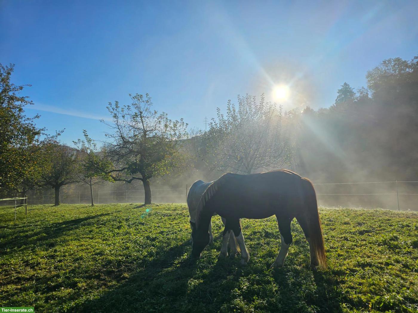 Bild 5: Pferdestall und Weide in Wynigen BE zu vermieten