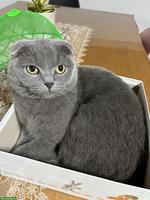 Schottische Faltohrkatze (Scottish Fold) Kater zu verkaufen 🐾