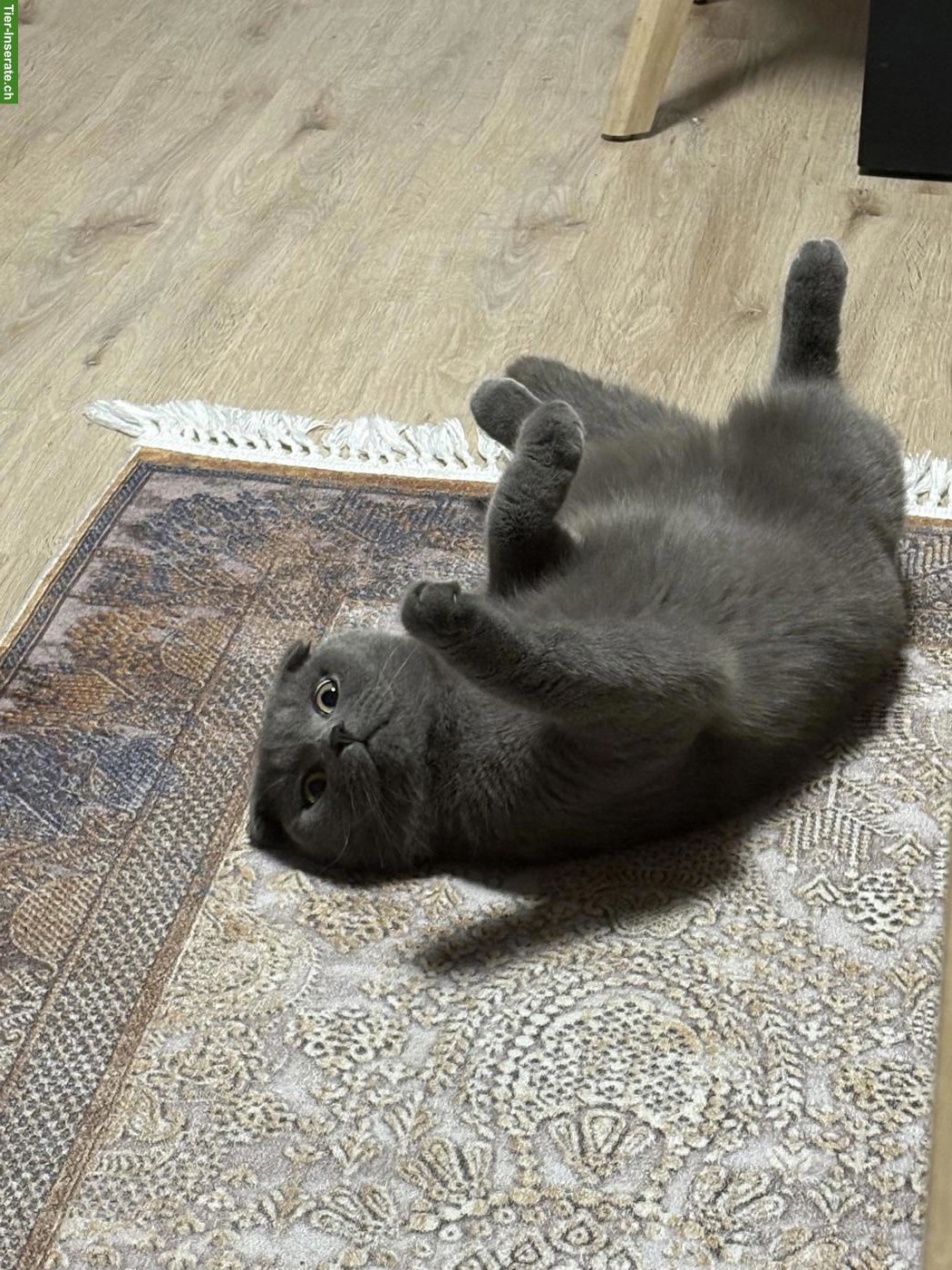 Bild 2: Schottische Faltohrkatze (Scottish Fold) Kater zu verkaufen 🐾