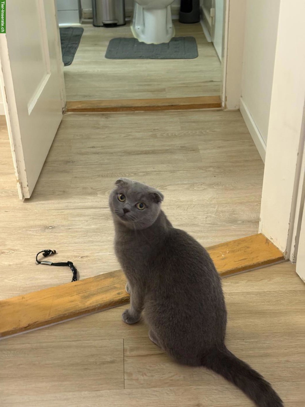 Bild 3: Schottische Faltohrkatze (Scottish Fold) Kater zu verkaufen 🐾