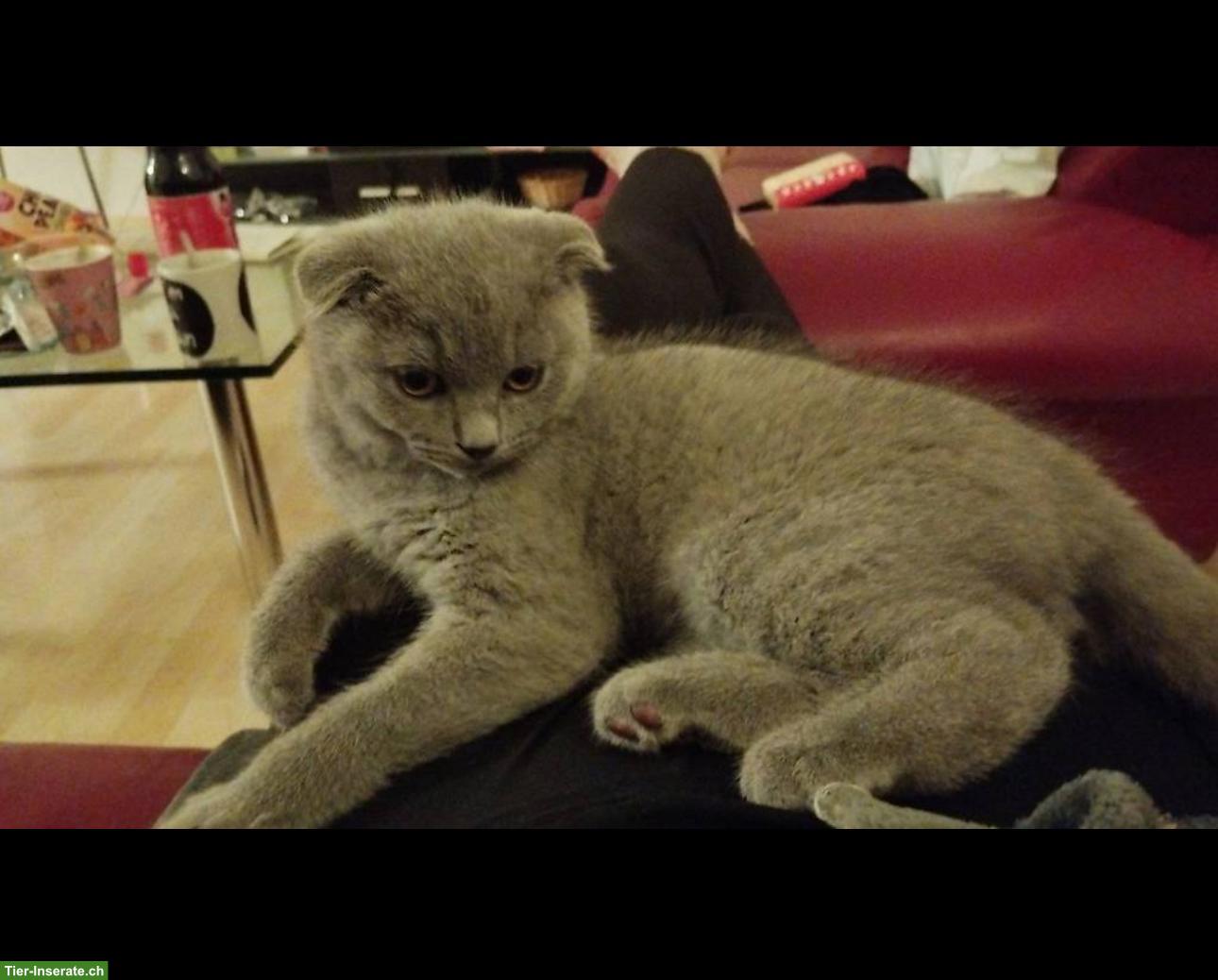 Bild 4: Schottische Faltohrkatze (Scottish Fold) Kater zu verkaufen 🐾