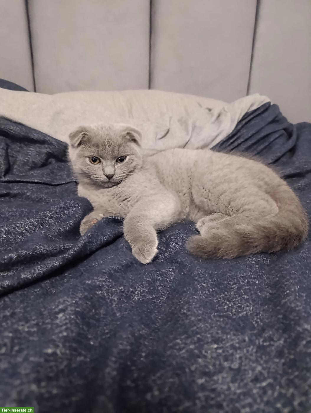 Bild 5: Schottische Faltohrkatze (Scottish Fold) Kater zu verkaufen 🐾
