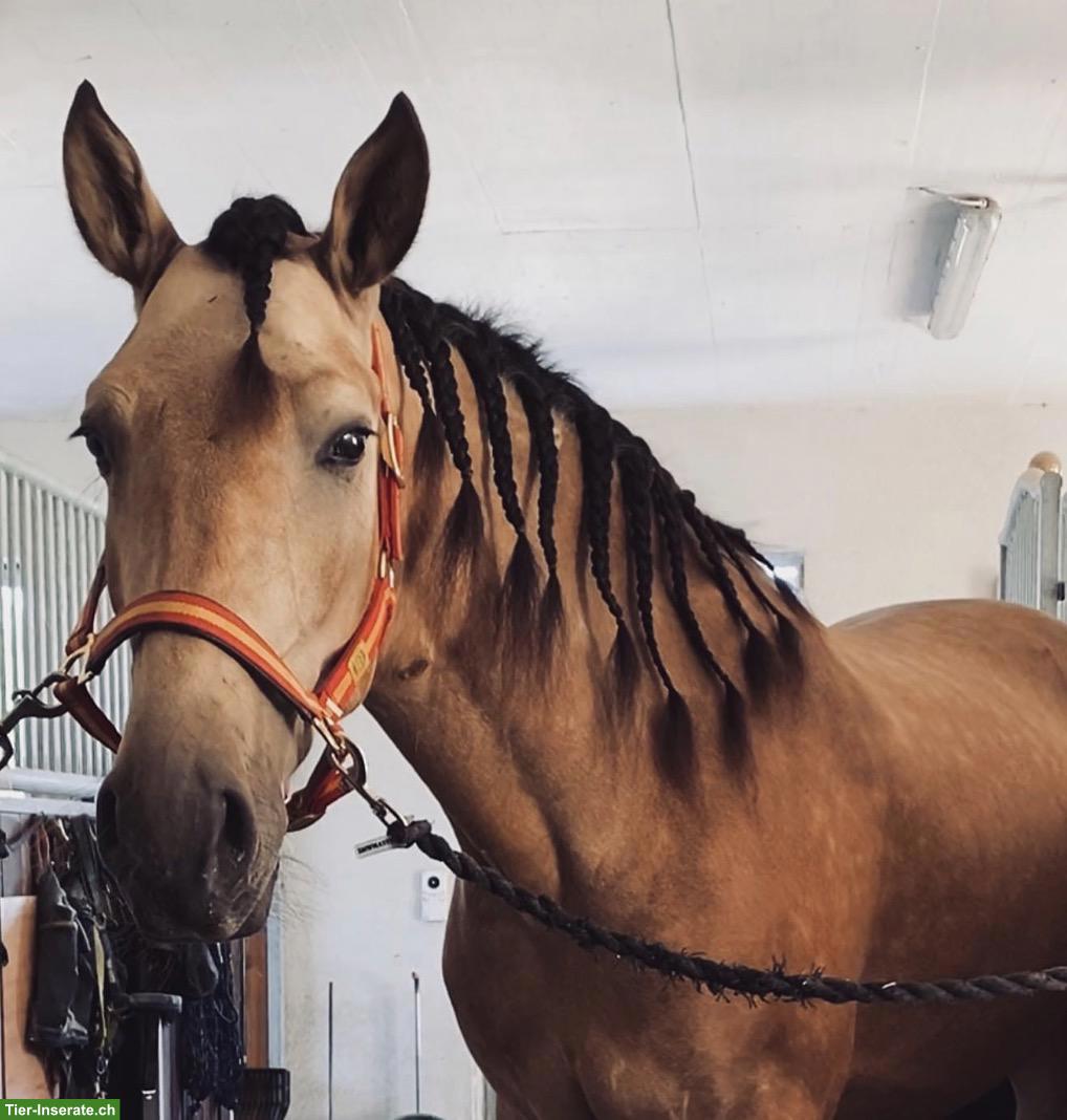 Pflege- und Reitbeteiligung Nähe Stammheim ZH für PRE-Wallach