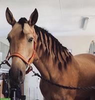 Pflege- und Reitbeteiligung Nähe Stammheim ZH für PRE-Wallach