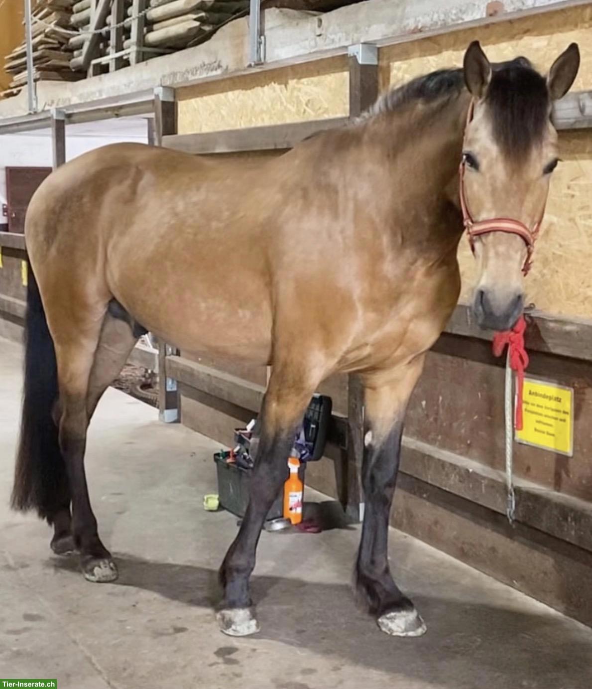 Bild 2: Pflege- und Reitbeteiligung Nähe Stammheim ZH für PRE-Wallach