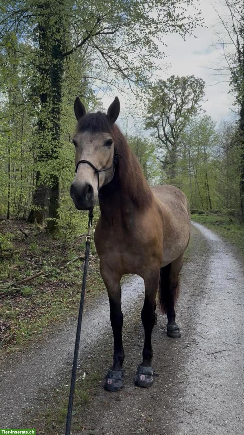 Bild 3: Pflege- und Reitbeteiligung Nähe Stammheim ZH für PRE-Wallach