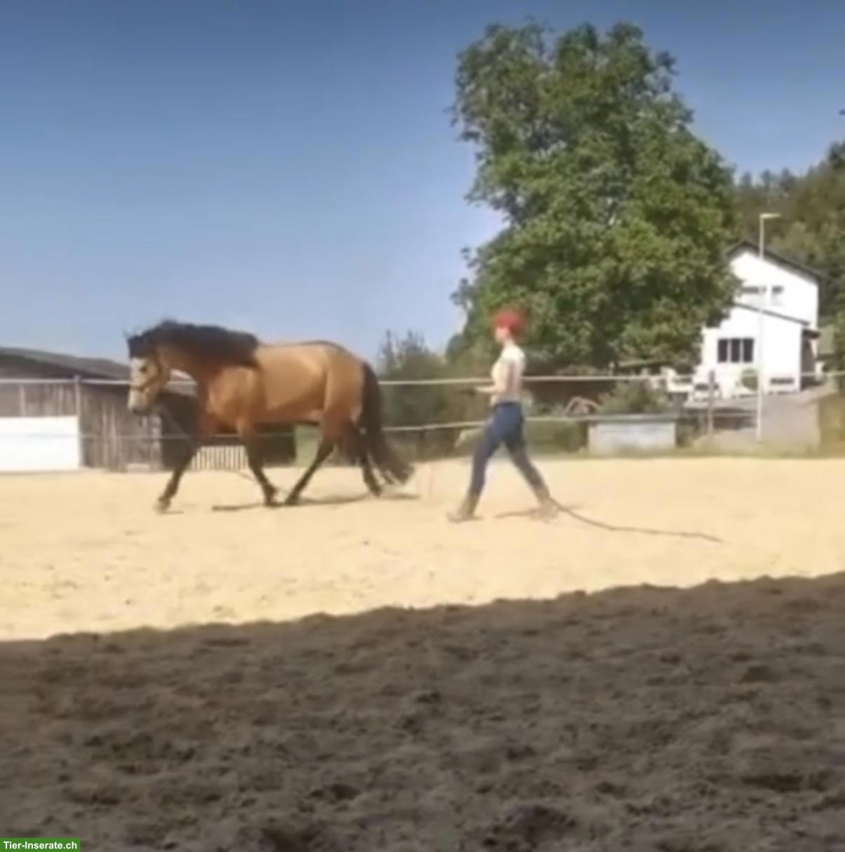 Bild 4: Pflege- und Reitbeteiligung Nähe Stammheim ZH für PRE-Wallach