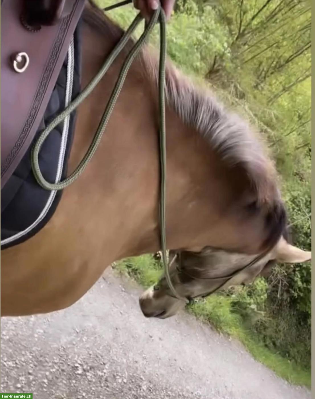 Bild 5: Pflege- und Reitbeteiligung Nähe Stammheim ZH für PRE-Wallach