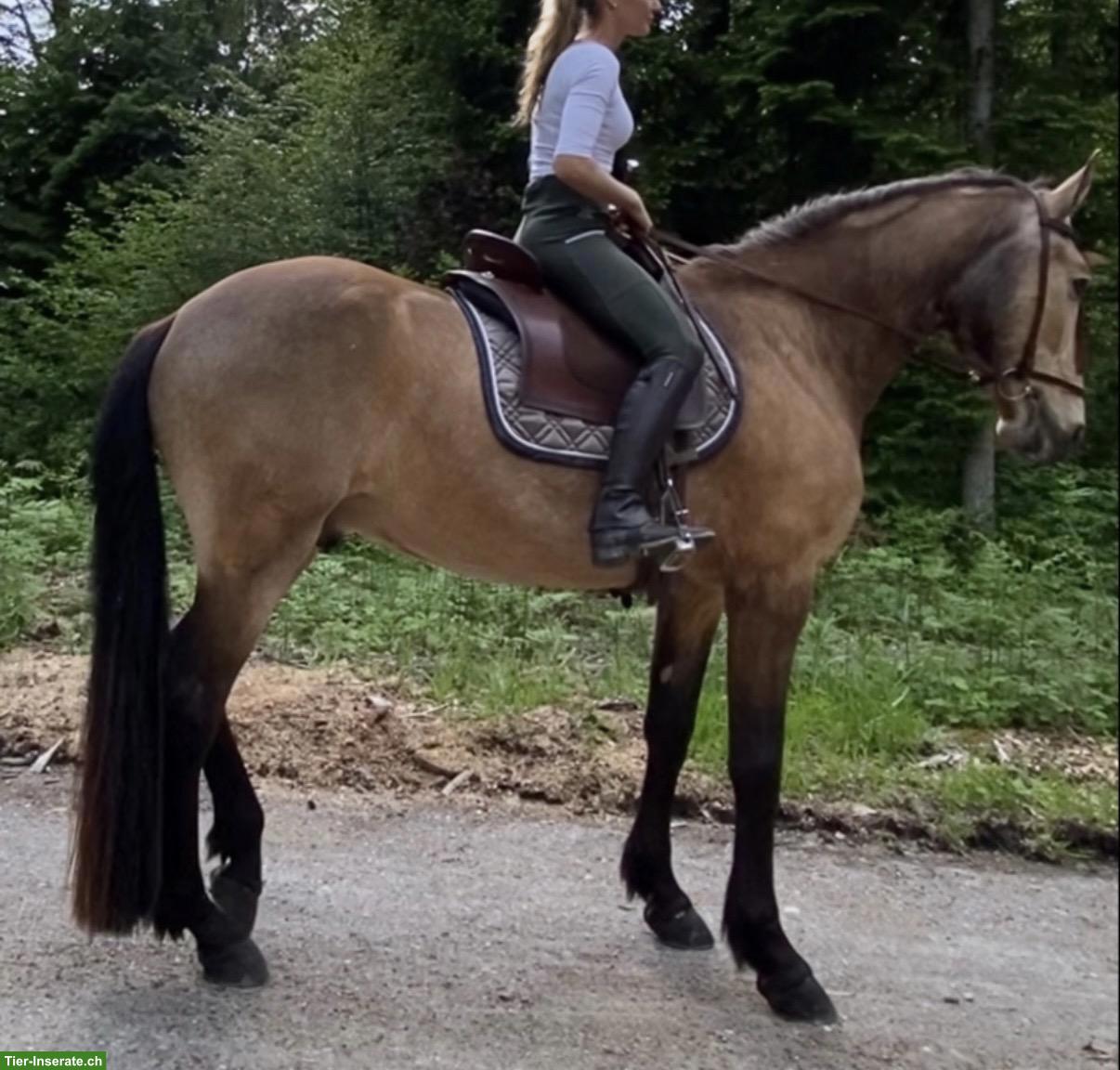 Bild 6: Pflege- und Reitbeteiligung Nähe Stammheim ZH für PRE-Wallach