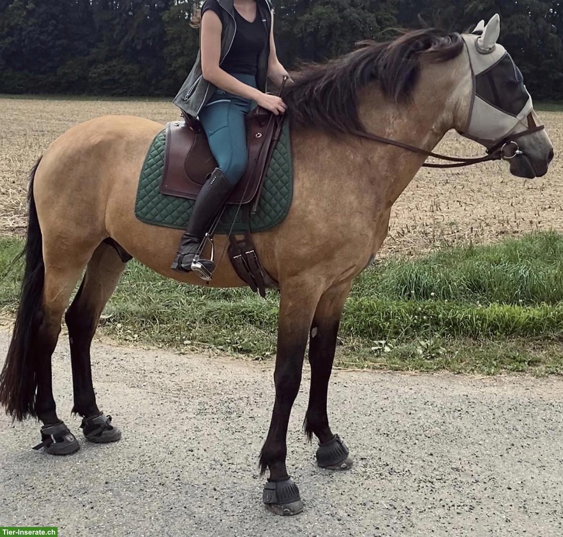 Bild 7: Pflege- und Reitbeteiligung Nähe Stammheim ZH für PRE-Wallach