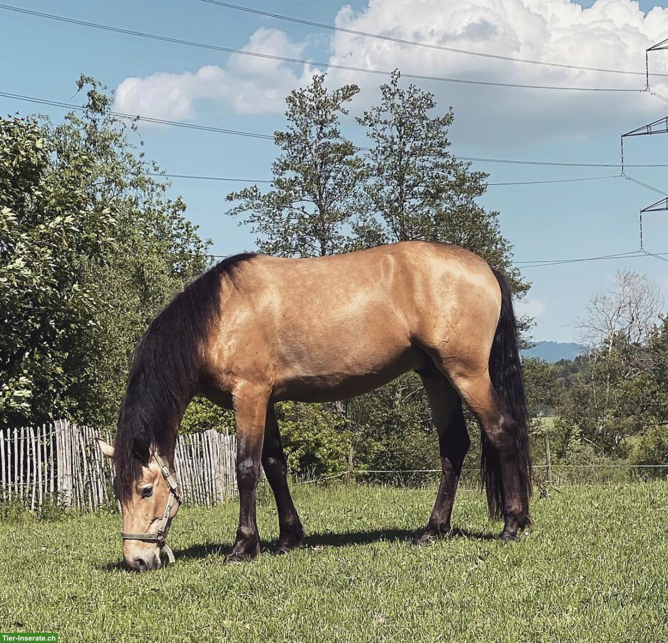 Bild 8: Pflege- und Reitbeteiligung Nähe Stammheim ZH für PRE-Wallach