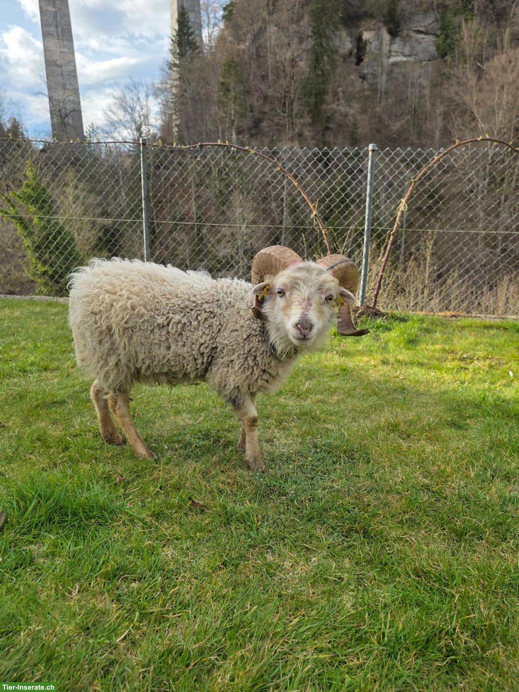 Ouessant Schafbock weiss zu verkaufen