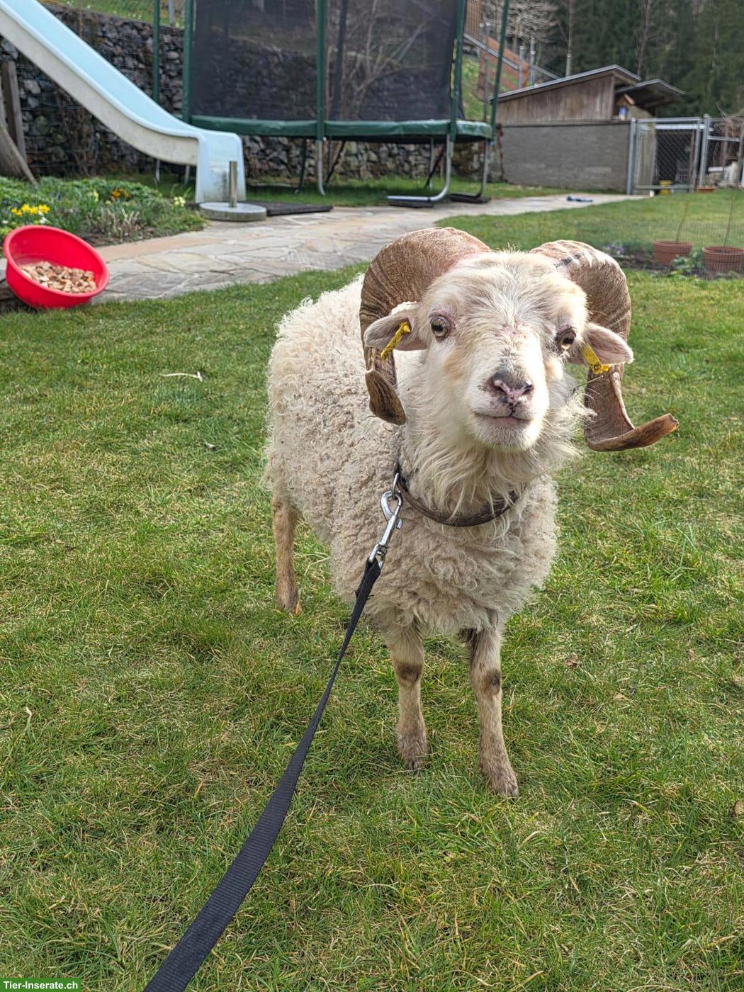 Bild 2: Ouessant Schafbock weiss zu verkaufen