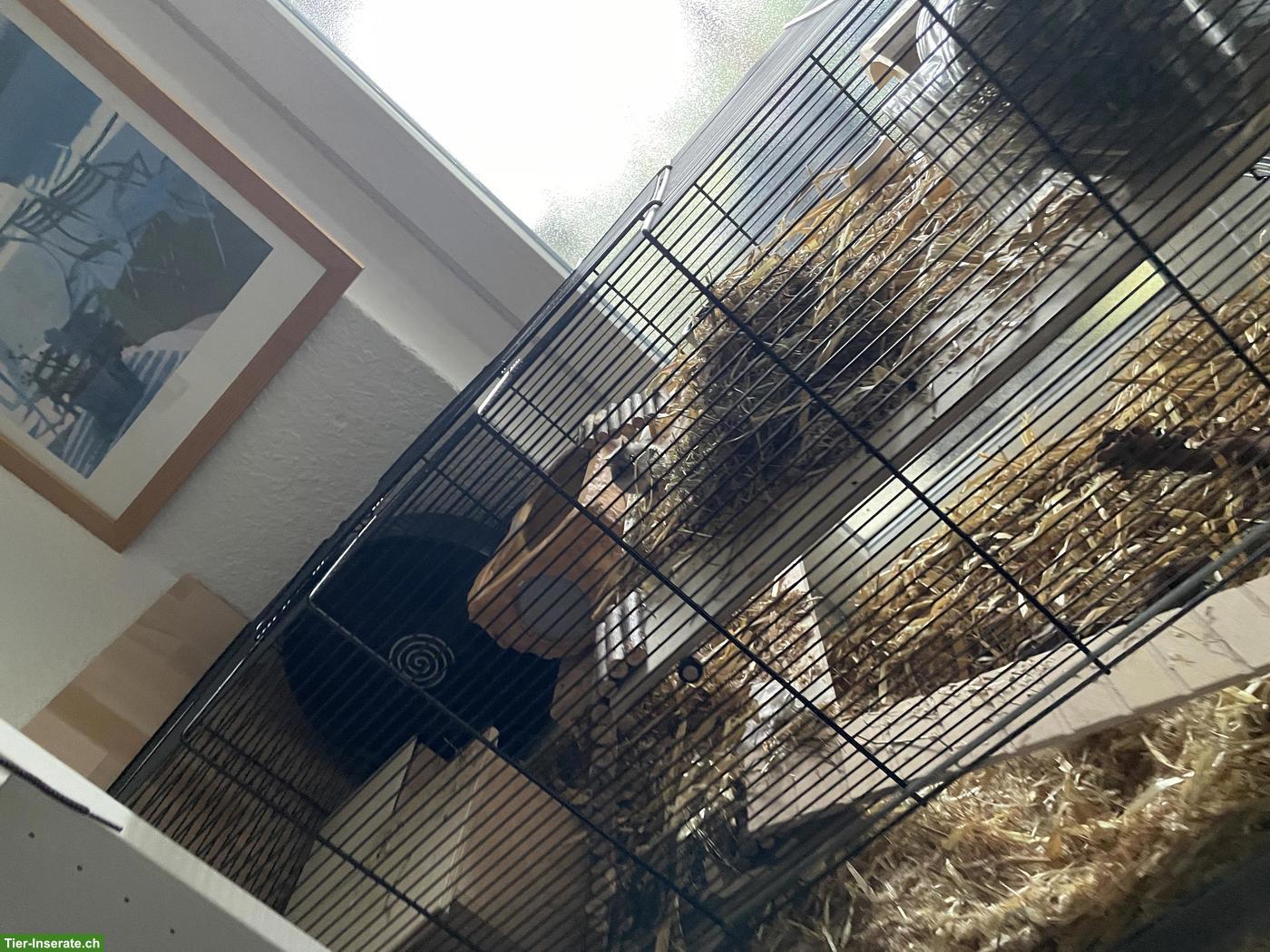 Bild 4: Nagerkäfig / Hamsterkäfig mit Glaswanne und Gitteraufsatz