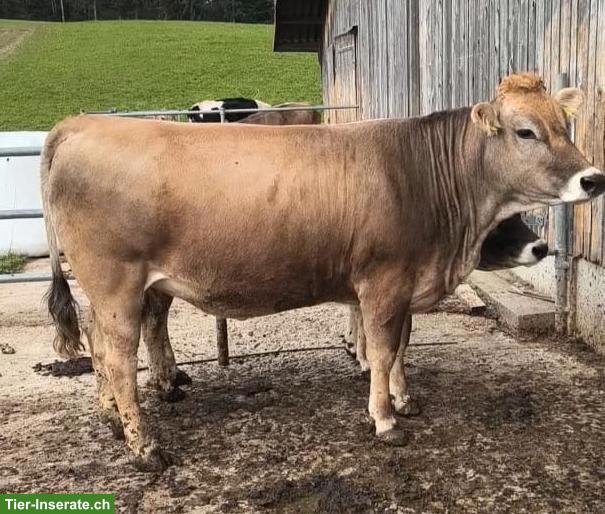Mutterkuh F 1 Rind aus Laufstallhaltung