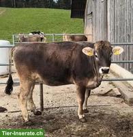 Mutterkuh Grauvieh AL Rind aus Laufstallhaltung