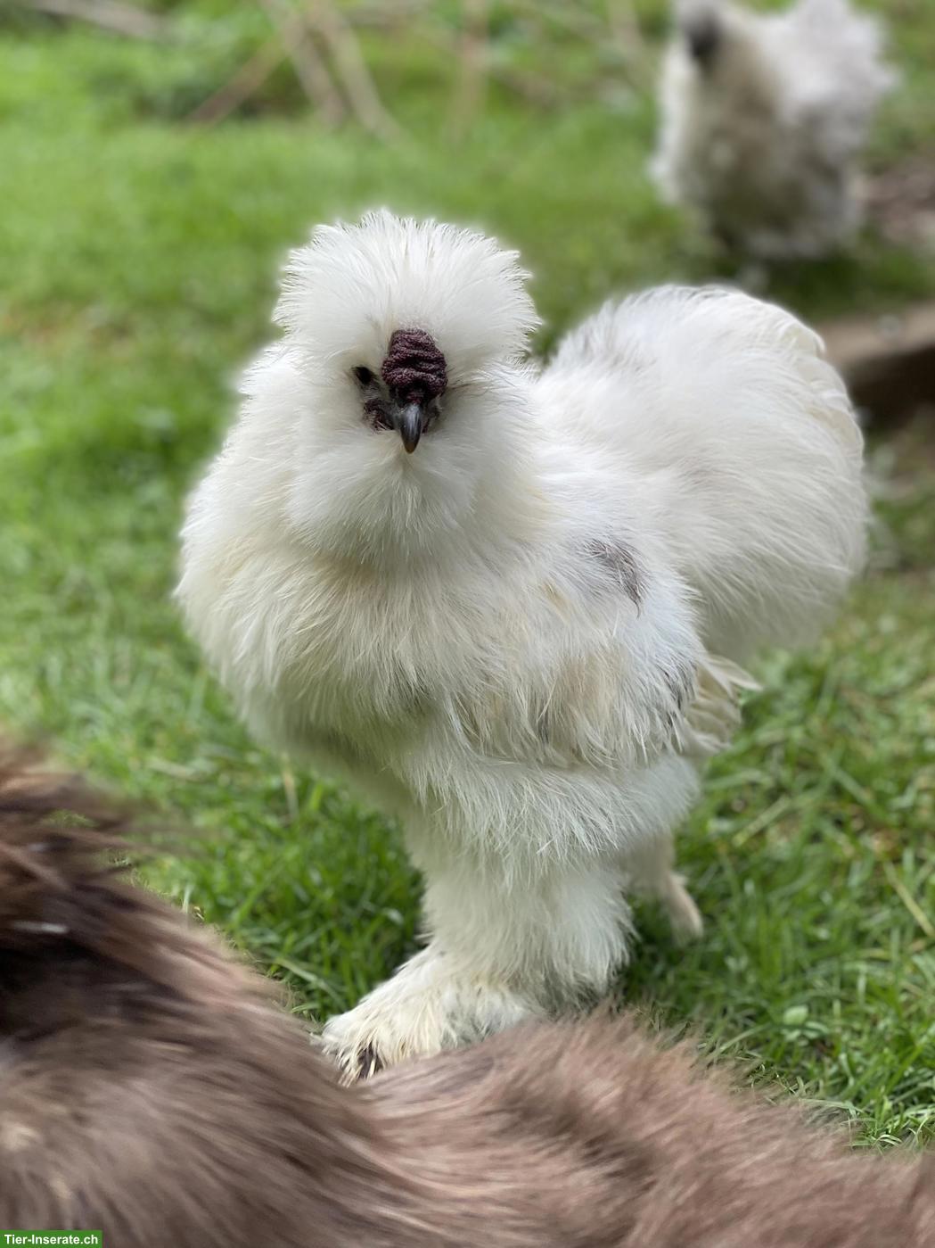 US Silkies Küken (inkl. gestruppt) Zwerghühner