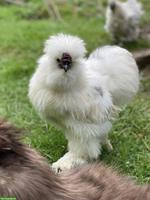 US Silkies Küken (inkl. gestruppt) Zwerghühner