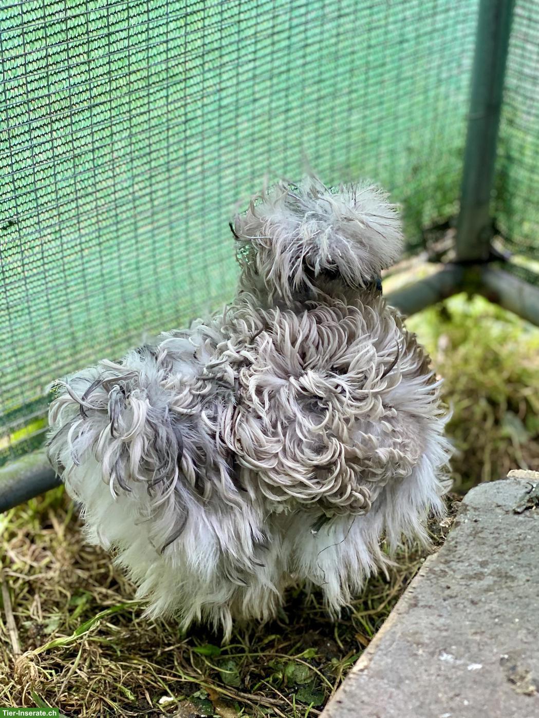 Bild 2: US Silkies Küken (inkl. gestruppt) Zwerghühner