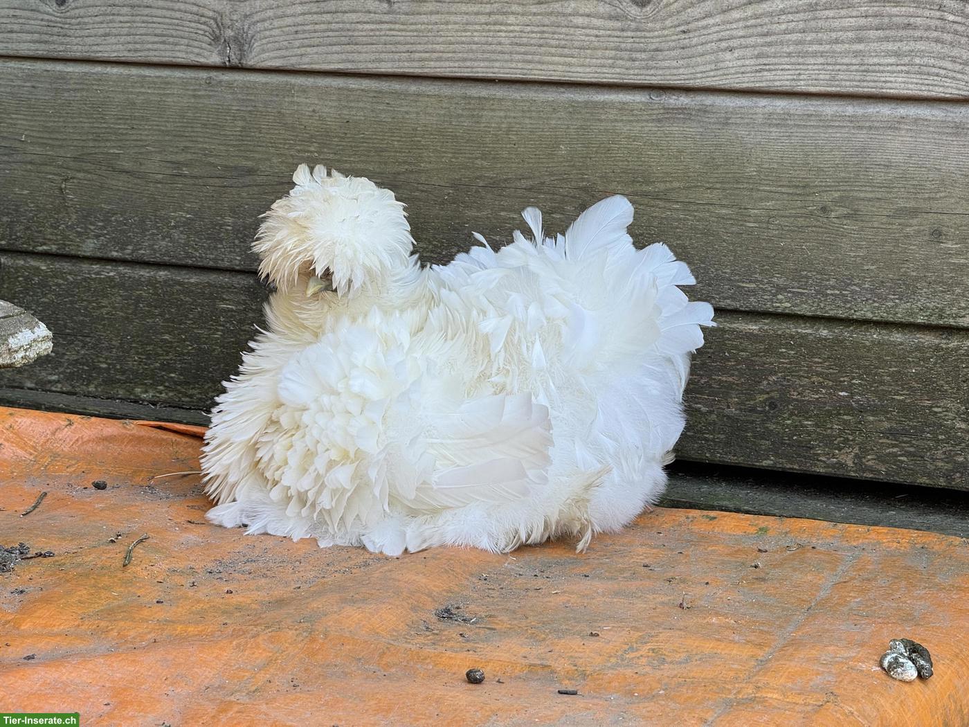 Bild 4: US Silkies Küken (inkl. gestruppt) Zwerghühner