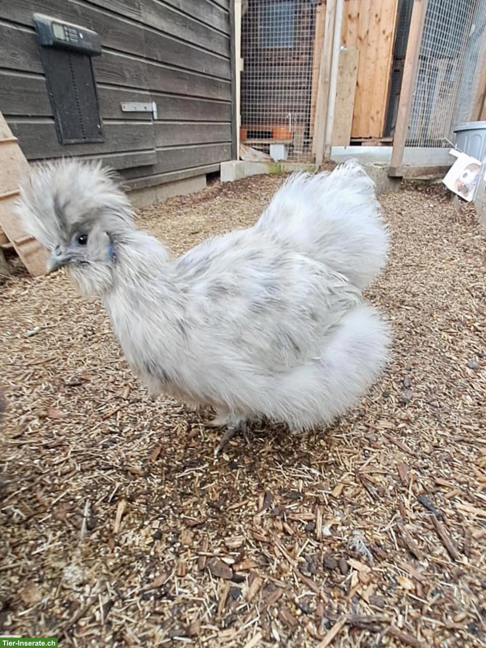 Bild 5: US Silkies Küken (inkl. gestruppt) Zwerghühner