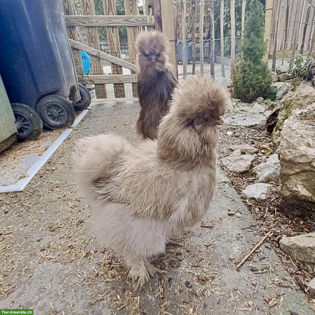 Bild 6: US Silkies Küken (inkl. gestruppt) Zwerghühner