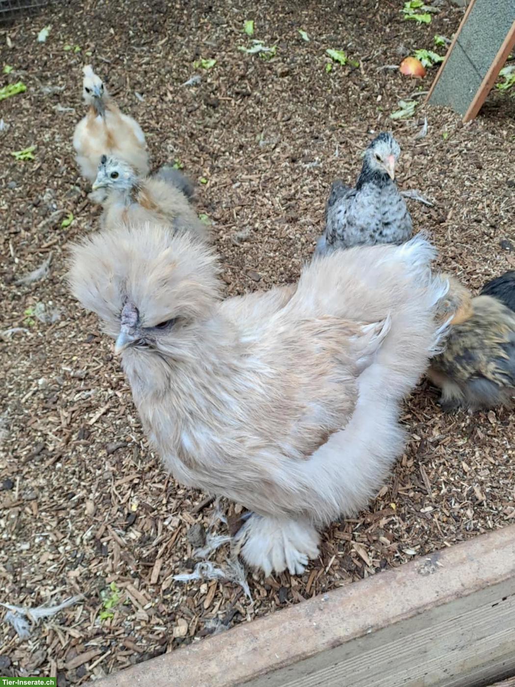 Bild 7: US Silkies Küken (inkl. gestruppt) Zwerghühner