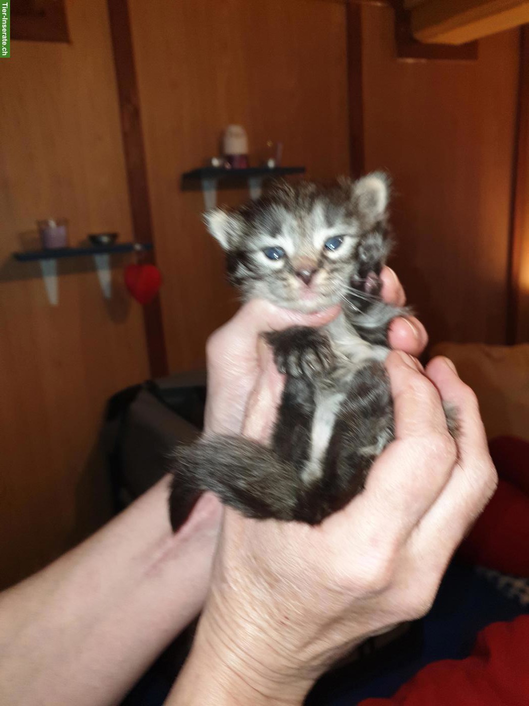 Junge Katzenbabys an Freigänger Plätze zu verkaufen