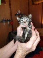 Junge Katzenbabys an Freigänger Plätze zu verkaufen