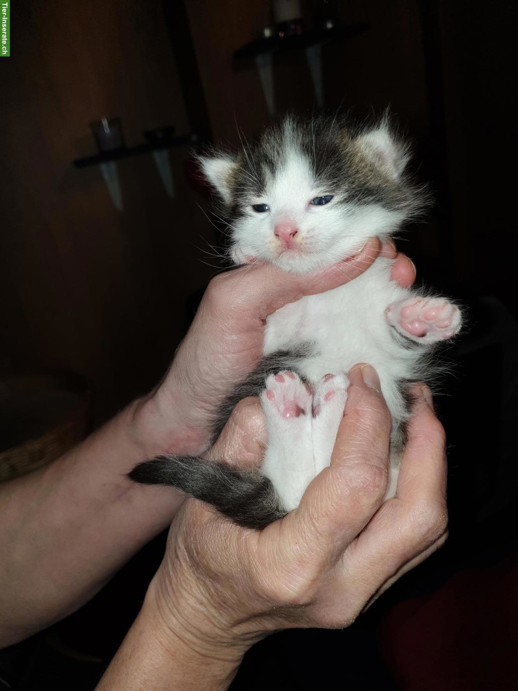 Bild 2: Junge Katzenbabys an Freigänger Plätze zu verkaufen