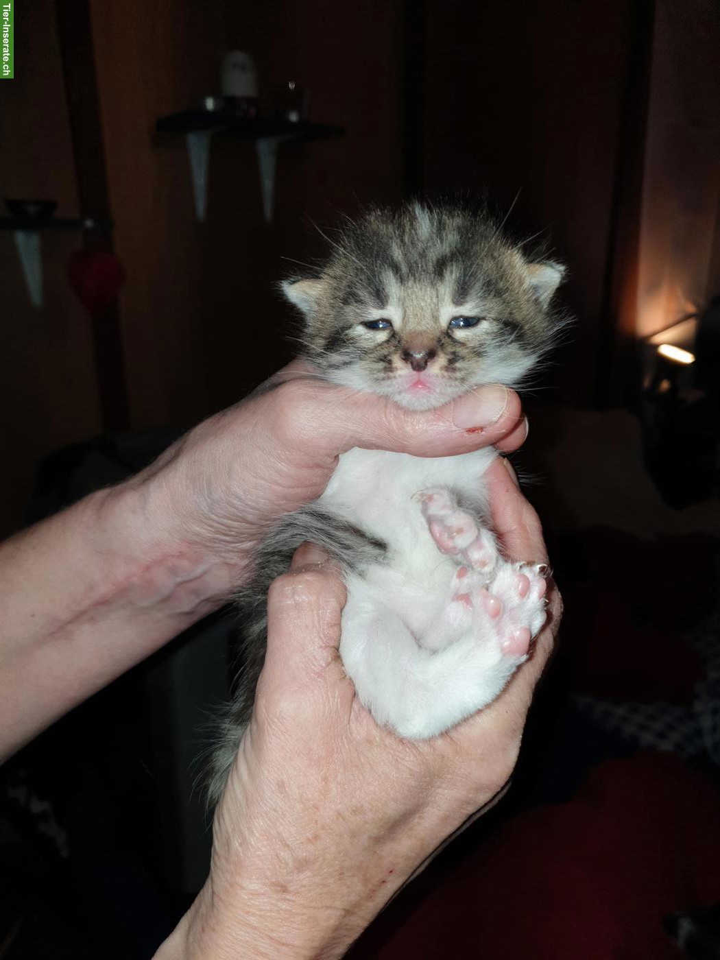 Bild 3: Junge Katzenbabys an Freigänger Plätze zu verkaufen