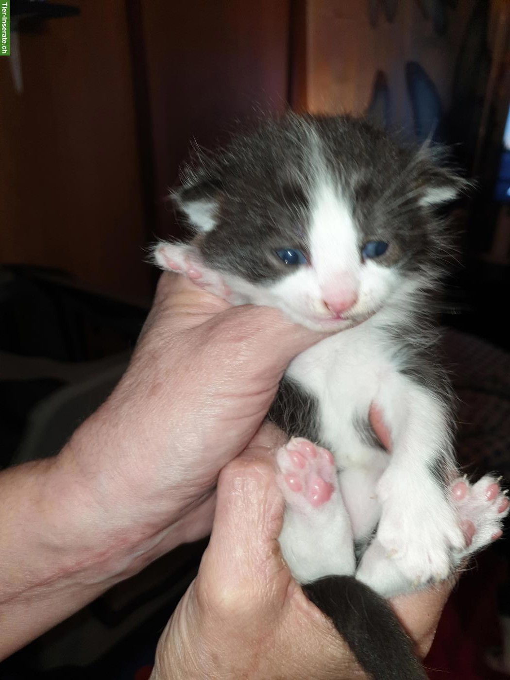 Bild 4: Junge Katzenbabys an Freigänger Plätze zu verkaufen