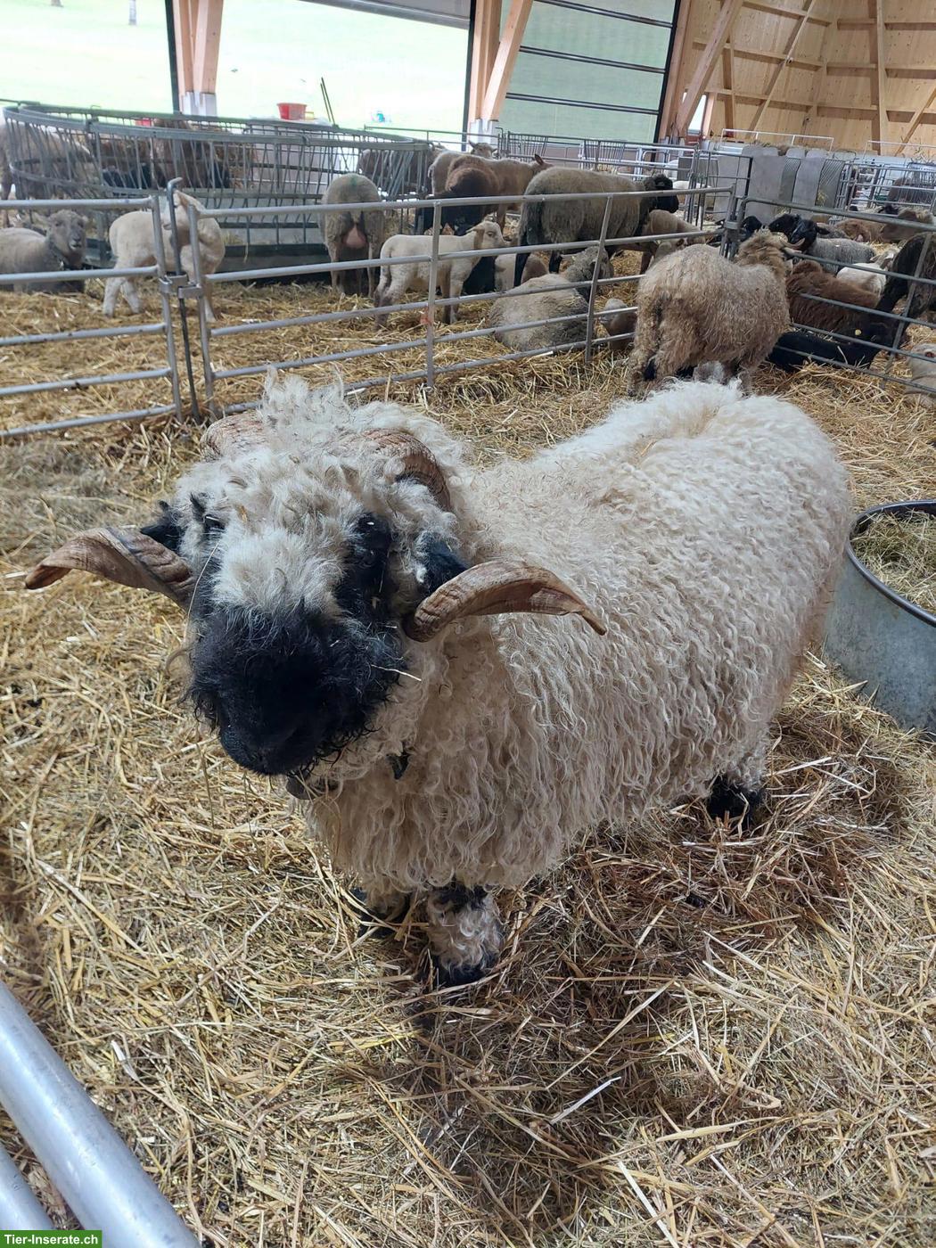 Walliser Schwarznasen Schafbock zu verkaufen