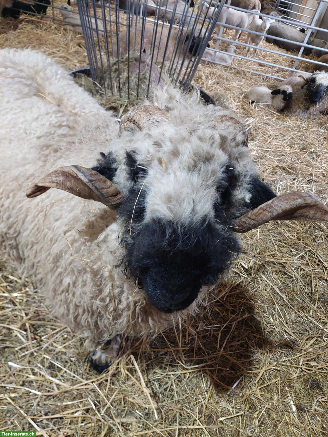 Bild 2: Walliser Schwarznasen Schafbock zu verkaufen