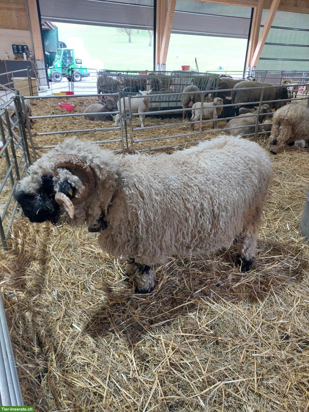 Bild 3: Walliser Schwarznasen Schafbock zu verkaufen
