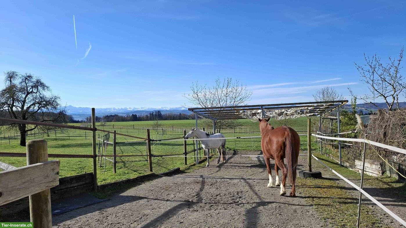 Bild 2: 1-2 Offenstallplätze frei in 4-er Wallach Gruppe