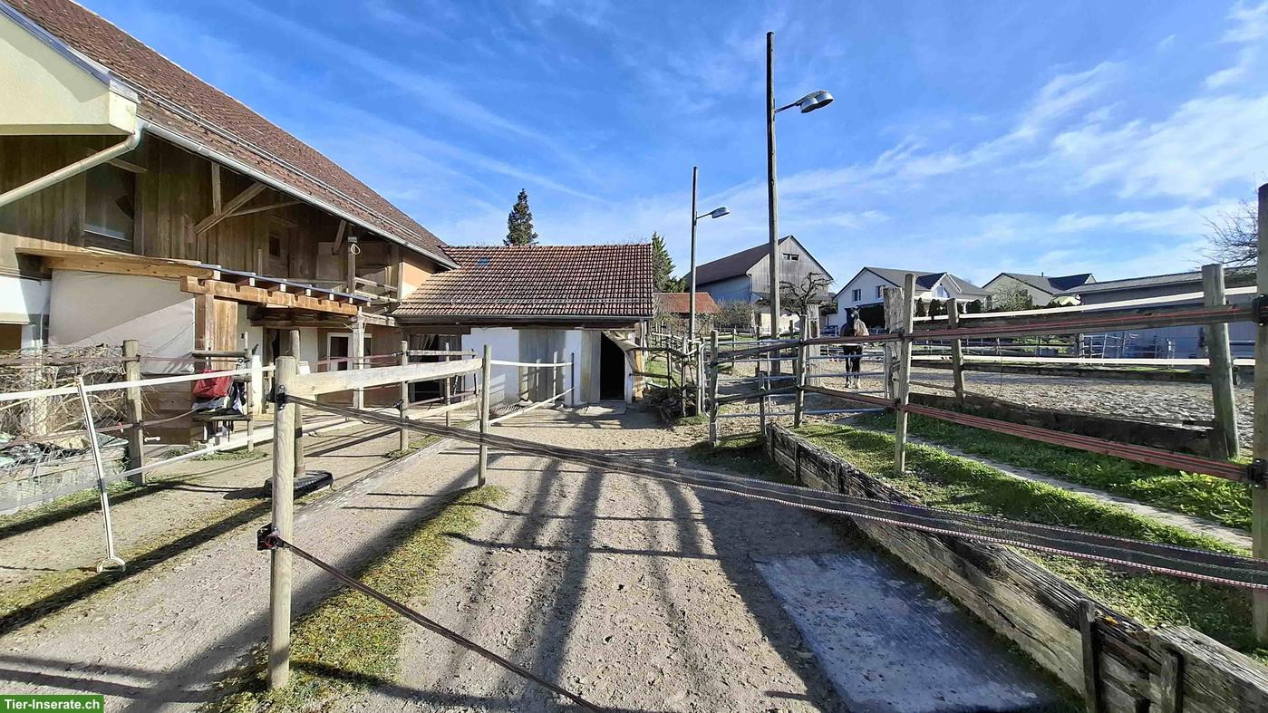 Bild 3: 1-2 Offenstallplätze frei in 4-er Wallach Gruppe