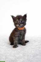 Maine Coon Kitten, Katerli in black smoke