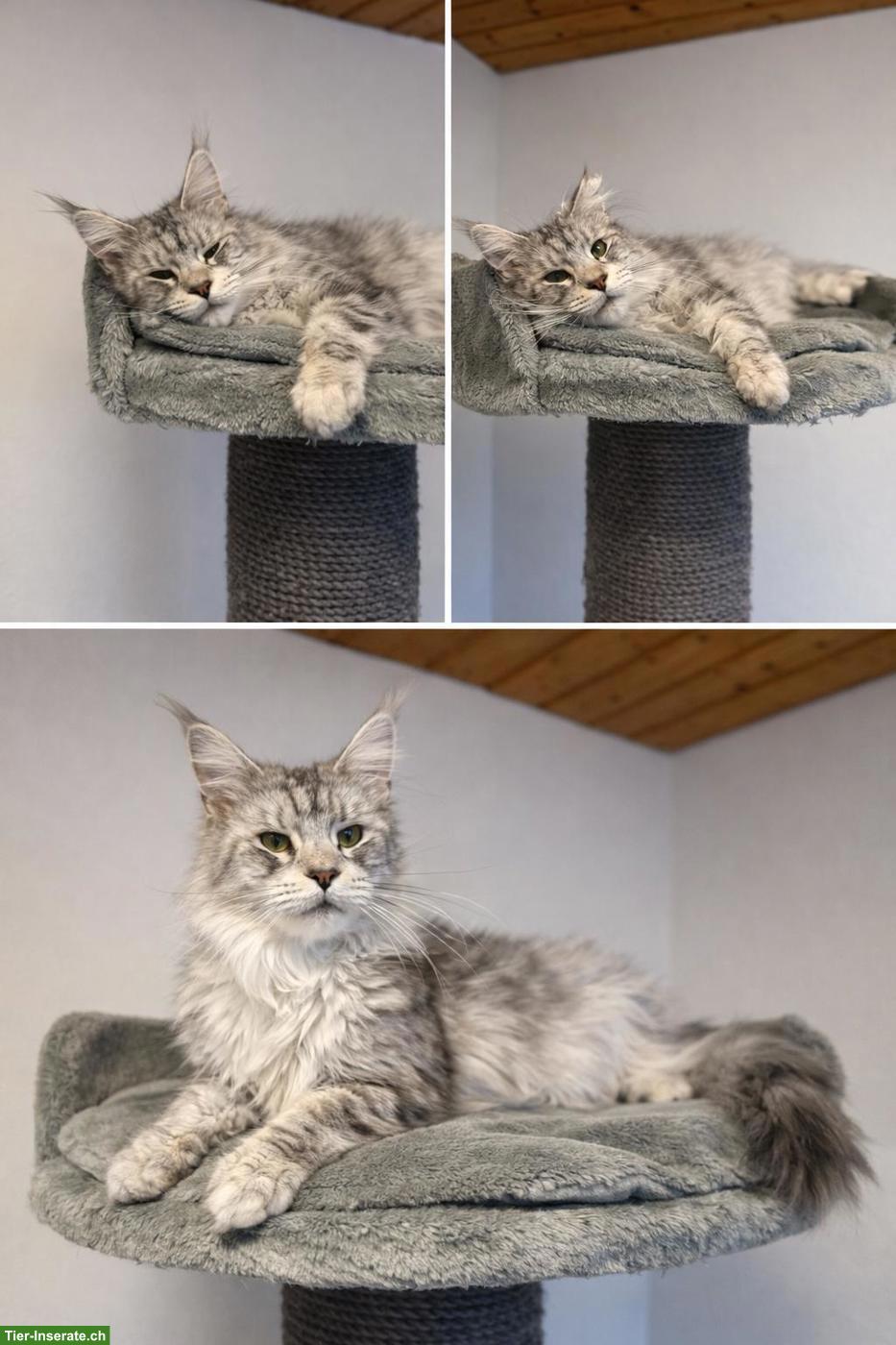 Grosses Maine Coon Mädchen sucht liebes Zuhause 🐾