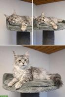 Grosses Maine Coon Mädchen sucht liebes Zuhause 🐾