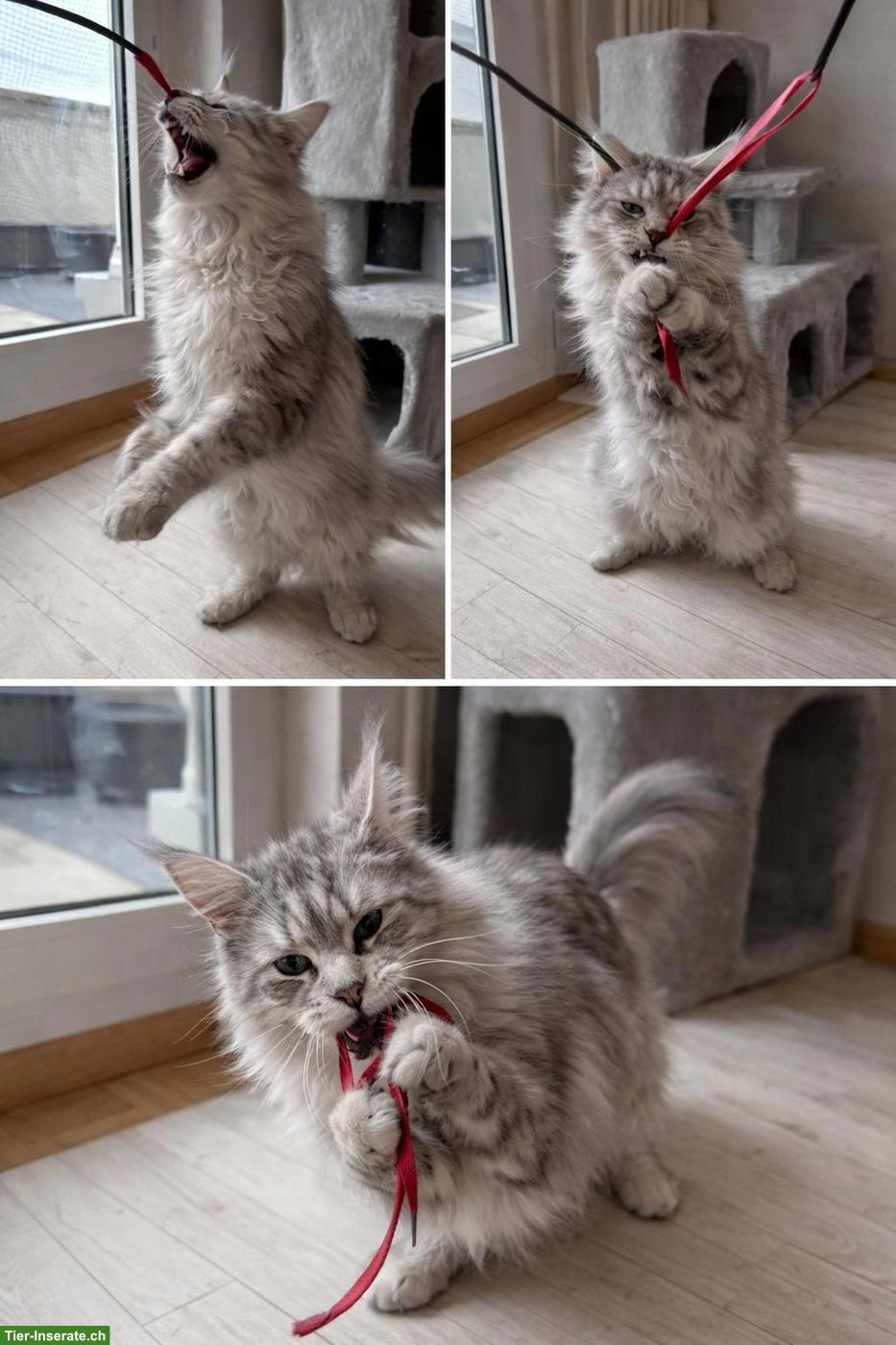 Bild 2: Grosses Maine Coon Mädchen sucht liebes Zuhause 🐾