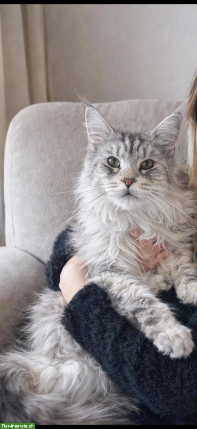 Bild 3: Grosses Maine Coon Mädchen sucht liebes Zuhause 🐾