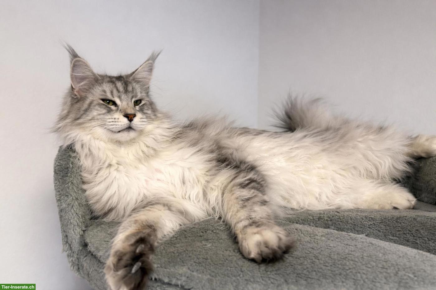 Bild 4: Grosses Maine Coon Mädchen sucht liebes Zuhause 🐾