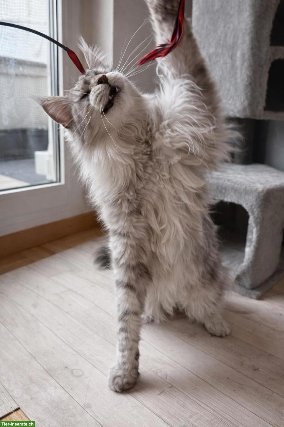 Bild 5: Grosses Maine Coon Mädchen sucht liebes Zuhause 🐾