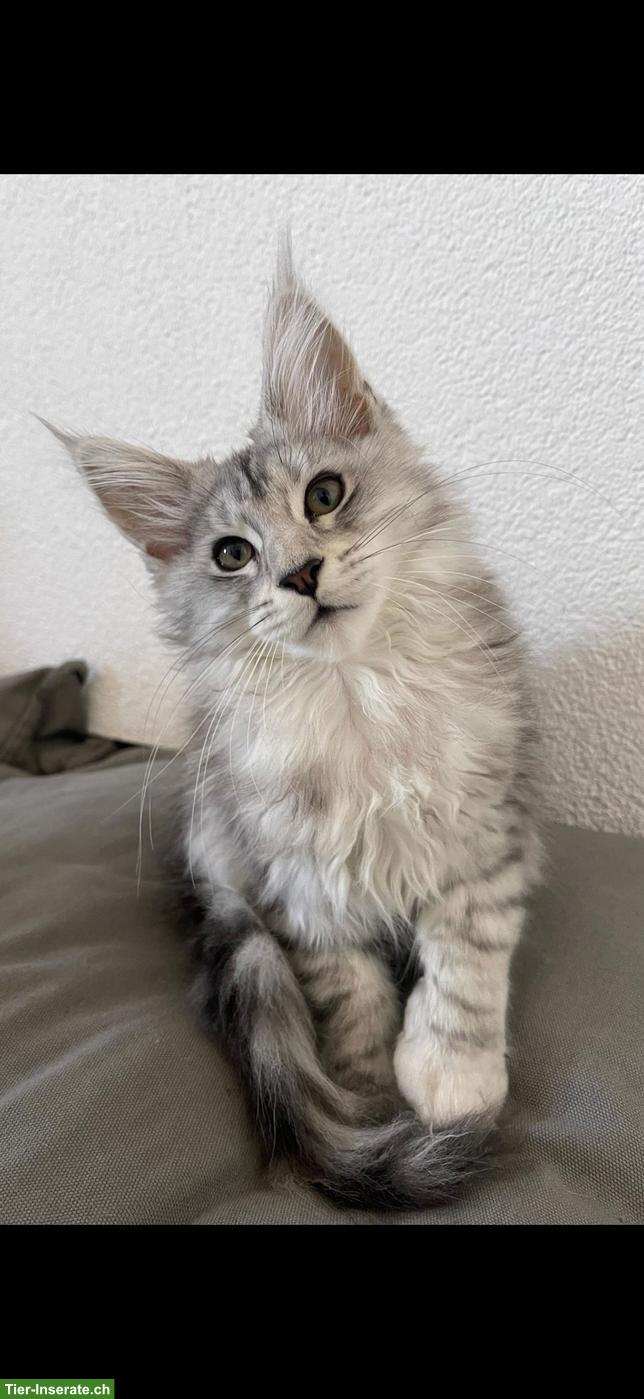 Bild 6: Grosses Maine Coon Mädchen sucht liebes Zuhause 🐾