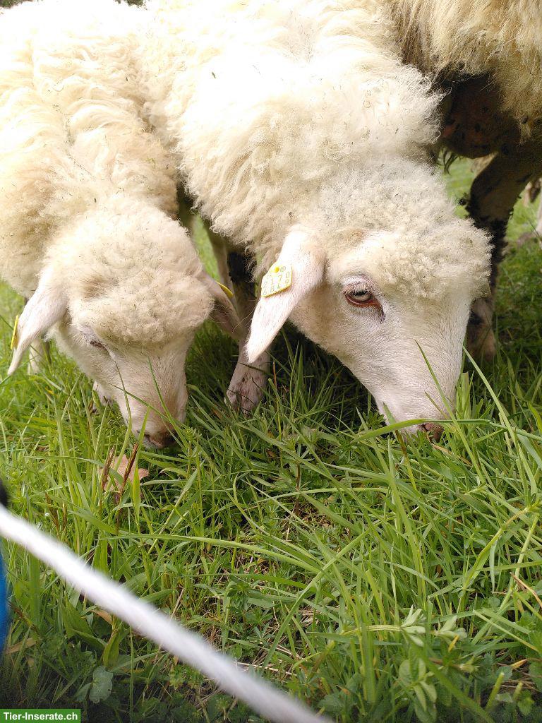 Krainer Steinschafe (Auenlämmer) zu verkaufen