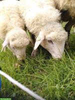 Krainer Steinschafe (Auenlämmer) zu verkaufen