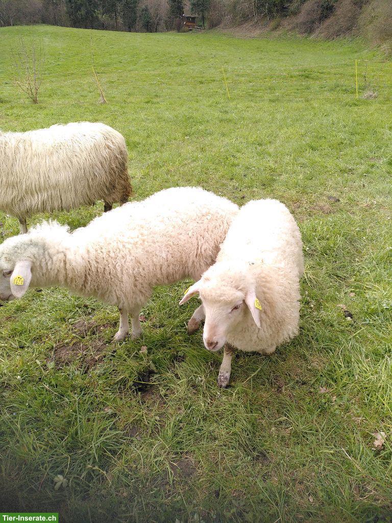 Bild 2: Krainer Steinschafe (Auenlämmer) zu verkaufen