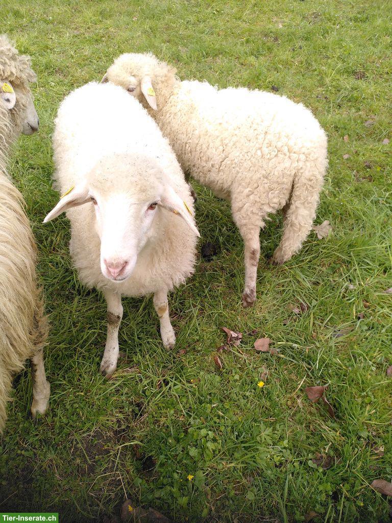 Bild 3: Krainer Steinschafe (Auenlämmer) zu verkaufen